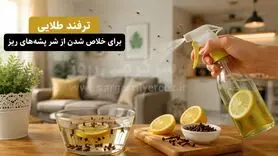 این محلول خانگی پشه‌های ریز را قتل‌عام می‌کند | راز خلاص شدن فوری از پشه‌های ریز که کمتر کسی می‌داند