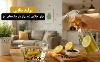 این محلول خانگی پشه‌های ریز را قتل‌عام می‌کند | راز خلاص شدن فوری از پشه‌های ریز که کمتر کسی می‌داند