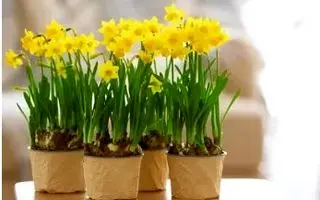 آموزش کاشت گل نرگس در گلدان