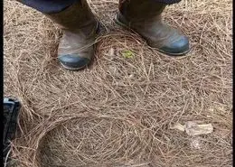 بازی فکری : فقط چشمان عقابی دنبال شکار در 15 ثانیه مار پنهان و پیدا می کند!