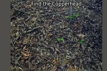 بازی فکری : فقط ۱٪ افراد با ضریب هوشی ۱۶۱+ می‌توانند مار پنهان رادر ۷ ثانیه پیدا کنند!