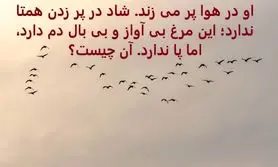 چیستان روز | او در هوا پر می زند شاد در پر زدن همتا ندارد؛ این مرغ بی آواز و بی بال دم دارد، اما پا ندارد. آن چیست؟