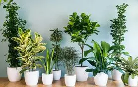 گل و گیاه مرده خونتو تو یک چشم بهم زدن زنده کن | ترفندی برای زنده کردن گل و گیاه که کمتر کسی بلده