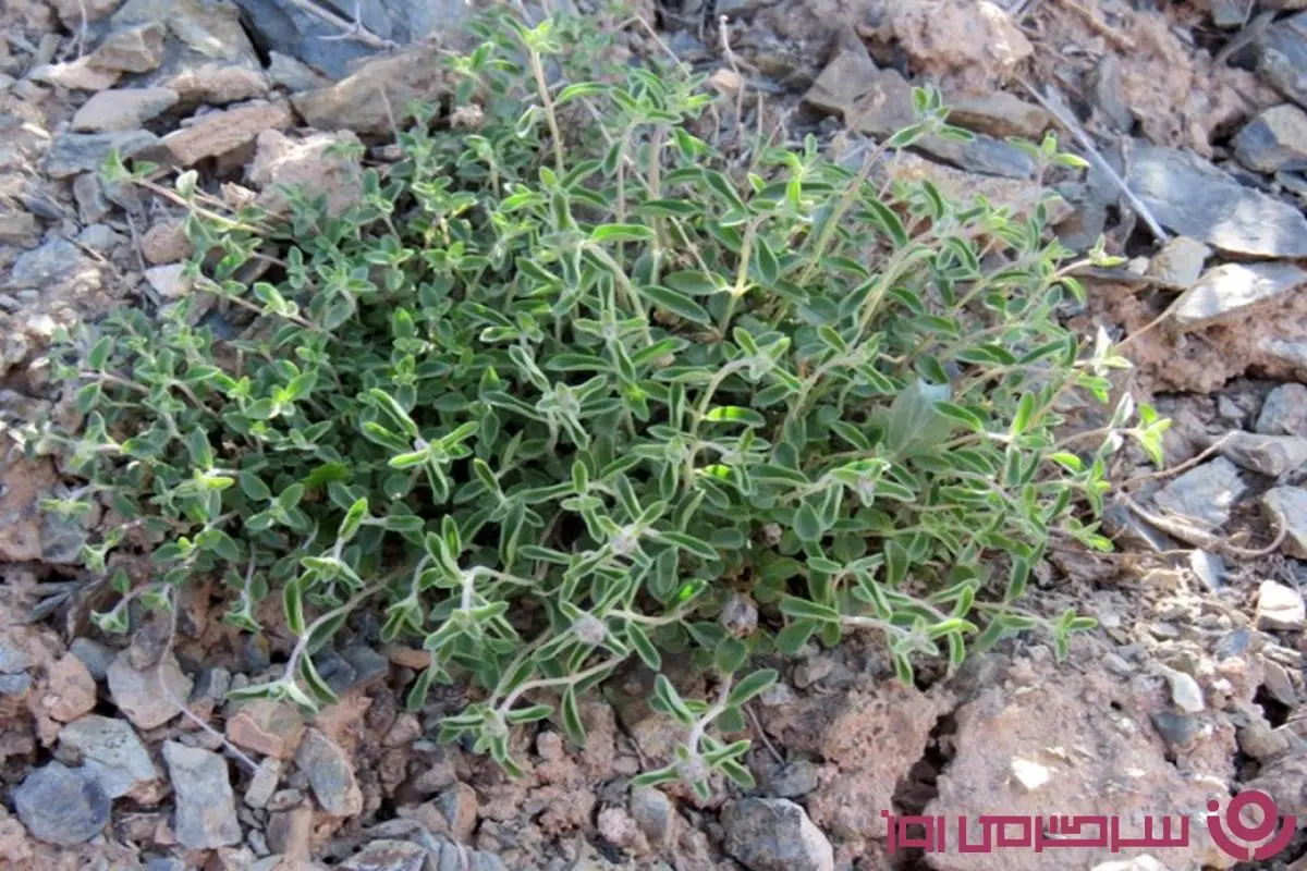 با این گیاه ۴۰ کاره با دکتر و بیمارستان خداحافطی کن