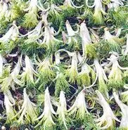 این گیاه قاتل بیماری قلب و عروق و کبد و گوارش است
