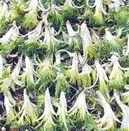 این گیاه قاتل بیماری قلب و عروق و کبد و گوارش است
