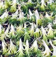 این گیاه قاتل بیماری قلب و عروق و کبد و گوارش است