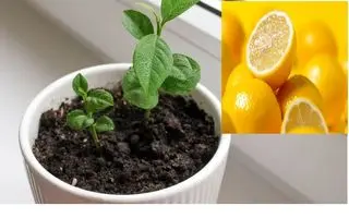 آموزش کاشت لیمو شیرین در گلدان؛ یک هدیه سبز برای خودتان