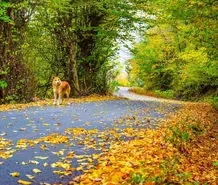 جنگل نقله بر؛ بکرترین و زیباترین جنگل برای سفر پاییزی یکروزه