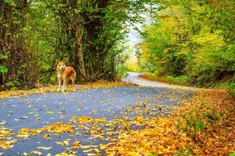 جنگل نقله بر؛ بکرترین و زیباترین جنگل برای سفر پاییزی یکروزه