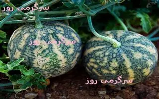  این گیاه درمان قطعی بیماری سرع و دیابت و سنگ کلیه است