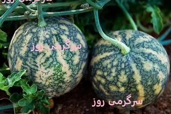  این گیاه درمان قطعی بیماری سرع و دیابت و سنگ کلیه است