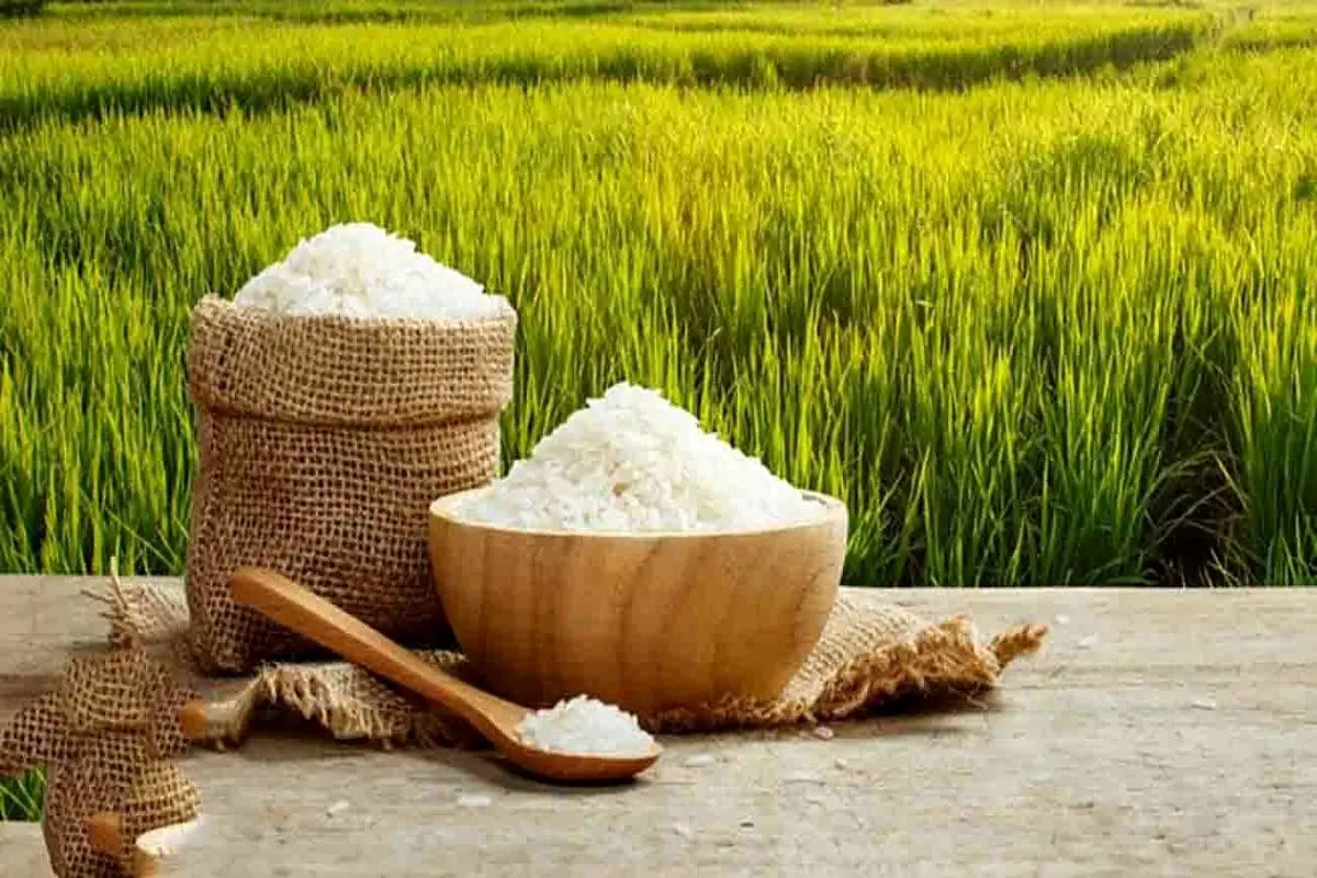  کشف خواص شگفت‌انگیز برنج |  فوایدی که تا به حال نشنیده‌اید 