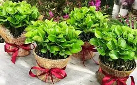 امسال سبزه عیدتو متفاوت بکار | کاشت هسته نارنج برای سبزه عید