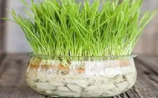آموزش کاشت سبزه عید پولساز و پربرکت؛ این سبزه کلی پول و برکت به زندگیت میاره