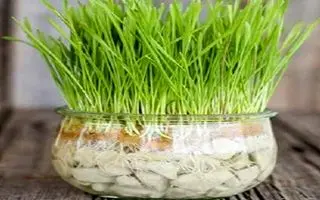 آموزش کاشت سبزه عید پولساز و پربرکت؛ این سبزه کلی پول و برکت به زندگیت میاره