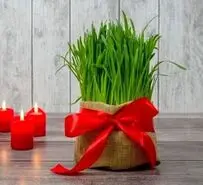 آموزش کاشت سبزه هسته خرما برای عید نوروز