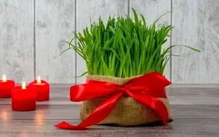 آموزش کاشت سبزه هسته خرما برای عید نوروز