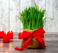 آموزش کاشت سبزه هسته خرما برای عید نوروز