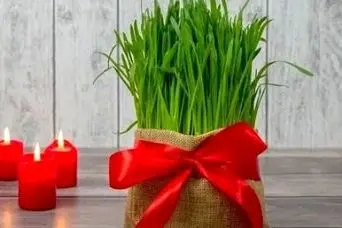 آموزش کاشت سبزه هسته خرما برای عید نوروز