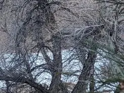 بازی فکری : باید خیلی تیز و بز باشی که قبل از اینکه شکار بشی بتونی حیوان و پیدا کنی و فرار کنی!