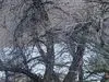 بازی فکری : باید خیلی تیز و بز باشی که قبل از اینکه شکار بشی بتونی حیوان و پیدا کنی و فرار کنی!