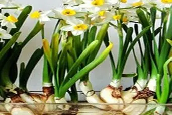 آموزش کاشت گل نرگس در خانه + روش نگهداری