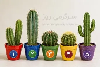 تست شخصیت شناسی | از بین این ۵ کاکتوس یکی را انتخاب کن؛ عادتی را لو می‌دهد که بی‌صدا جلویت را گرفته
