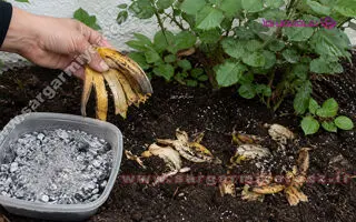 خداحافظی با گیاهان زرد و بی‌حال؛ با ترکیب پوست موز و خاکستر، معجزه را به خانه بیاورید