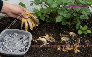 خداحافظی با گیاهان زرد و بی‌حال؛ با ترکیب پوست موز و خاکستر، معجزه را به خانه بیاورید