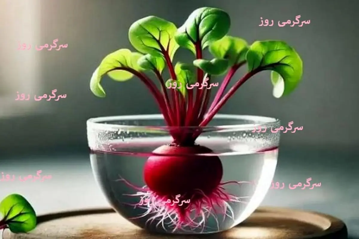 آموزش کاشت سبزه لبو برای عید 