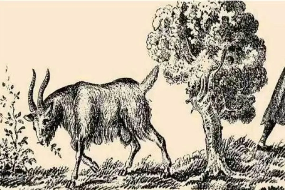 بازی فکری : اگه چهره زن مخفی و تو 6 ثانیه پیدا کنی یعمی مغزت جوانه و اندازه 20 ساله هاست!