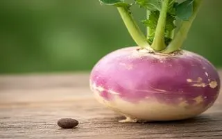 تخم شلغم؛ بمب انرژی برای تقویت قوای جنسی و درمان سنگ کلیه