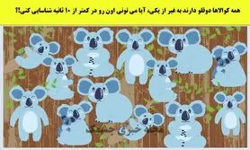 تست هوش | تفاوت کوالاهارو زیر 5 ثانیه پیدا کنی یک نابغه واقعی هستی