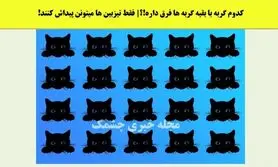 تست هوش | یکی از گربه ها با بقیه فرق میکنه زیر 6 ثانیه میتونی تشخیص بدی؟