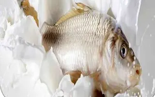 عمرا اگه میدونستی ماهی و باید اینجوری درست میکردی؛ آموزش درست کردن ماهی با شیر؛ نرم، خوش‌طعم و بدون بوی زهم