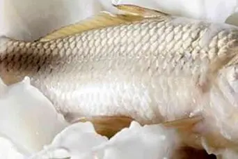 عمرا اگه میدونستی ماهی و باید اینجوری درست میکردی؛ آموزش درست کردن ماهی با شیر؛ نرم، خوش‌طعم و بدون بوی زهم