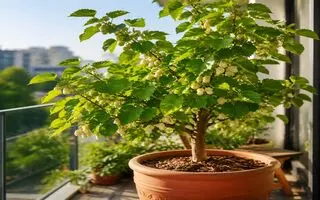 آموزش کاشت توت سفید در گلدان + روش نگهداری