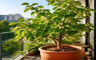 آموزش کاشت توت سفید در گلدان + روش نگهداری