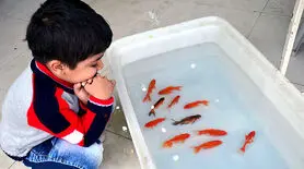 با این ترفند ماهی گلی( ماهی قرمز عید)  شما تا مدت ها زنده و سرحال می مونه