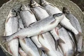 اضافه شدن کالای جدید به کالابرگ الکترونیک در این شهر + جزییات