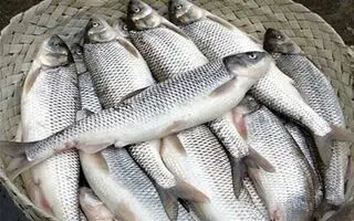 اضافه شدن کالای جدید به کالابرگ الکترونیک در این شهر + جزییات