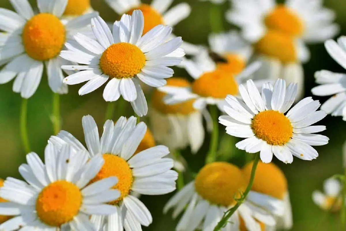 آموزش کاشت بابونه در گلدان