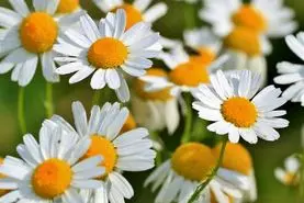 آموزش کاشت بابونه در گلدان