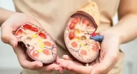 این غذاها کلیه‌های شما را زنده نگه می‌دارند! | خوراکی‌هایی که سلامت کلیه را تضمین می‌کنند