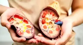 این غذاها کلیه‌های شما را زنده نگه می‌دارند! | خوراکی‌هایی که سلامت کلیه را تضمین می‌کنند