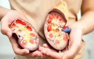 این غذاها کلیه‌های شما را زنده نگه می‌دارند! | خوراکی‌هایی که سلامت کلیه را تضمین می‌کنند