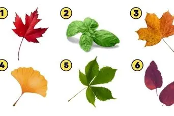 روانشناسی شخصیت: با انتخاب برگ مورد علاقه بفهمید برون گرایید یا درون گرا!