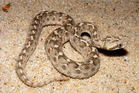 تعبیر خواب مار | دیدن خواب مار به چه معناست؟