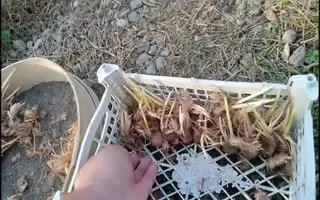 آموزش پرورش زعفران در اتاق خواب و آشپزخانه